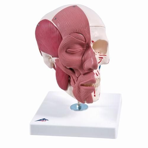 3B Scientific Anatomical Human Skull Model