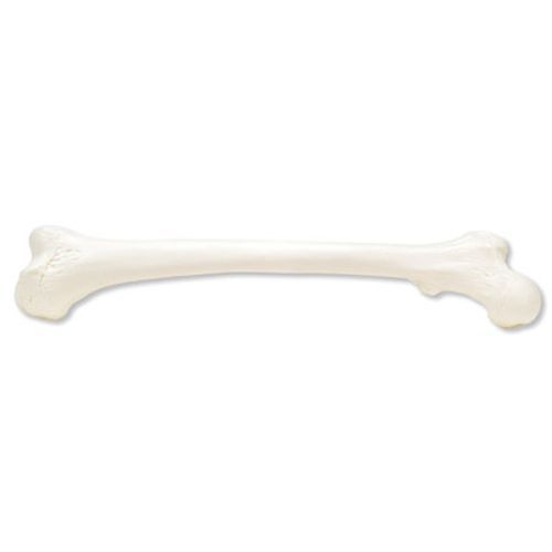 Image 1 of 3B Scientific Femur Model