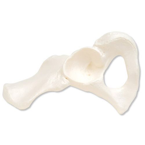 Image 1 of 3B Scientific Hip Bone Model