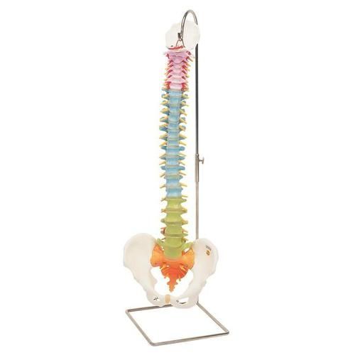 Didactic Flexible Spine Model
