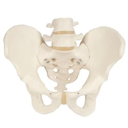 Image 1 of 3B Scientific Pelvis Skeleton Model