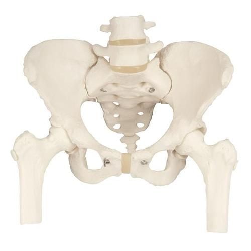 Image 1 of 3B Scientific Pelvic Skeleton, Female, with Movable Femur Heads