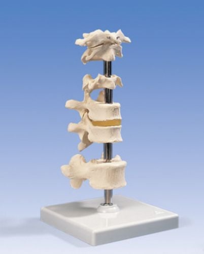 Image 1 of 3B Scientific 5 Vertebrae