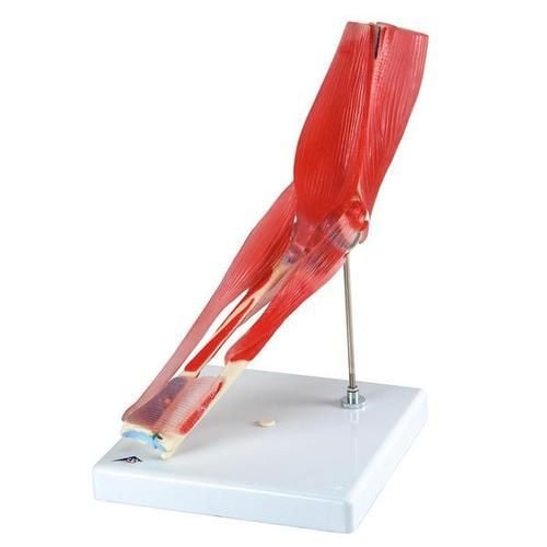 3B Scientific Elbow Joint with Removable Muscles