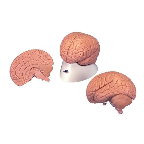 Introductory Brain Model