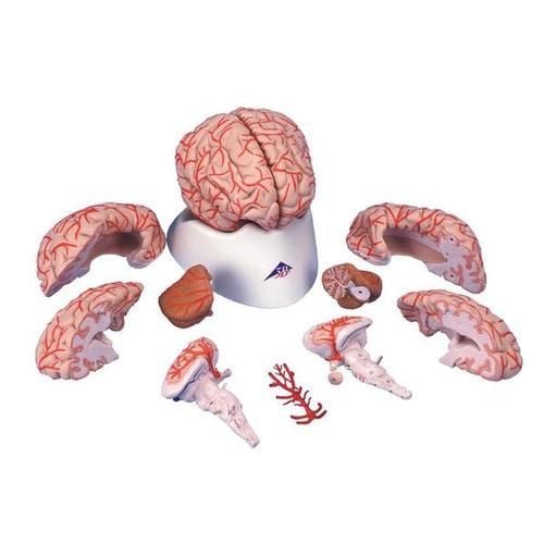 Image 1 of 3B Scientific Brain Model with Arteries