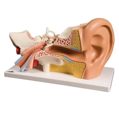 E10 Ear Model With Inside View
