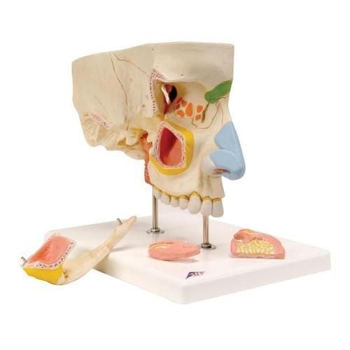 Image 1 of 3B Scientific Nose Model with Paranasal Sinuses