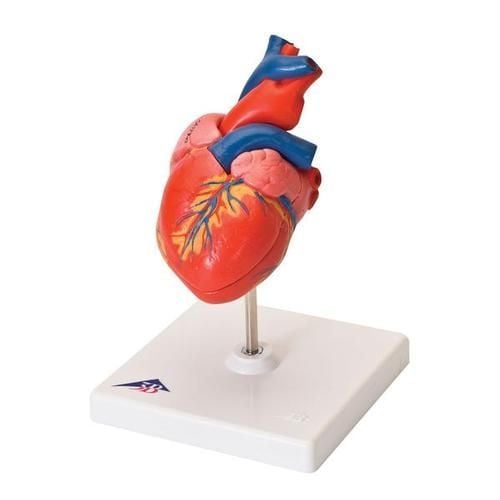 Image 1 of 3B Scientific Classic Heart Model