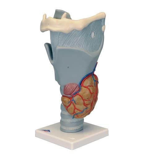 Image 1 of 3B Scientific Functional Larynx Model