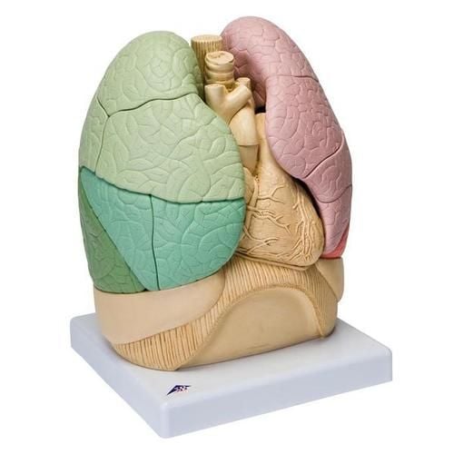 Image 1 of Segmented Lung Model