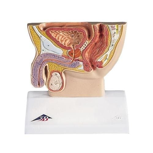 Male Pelvis