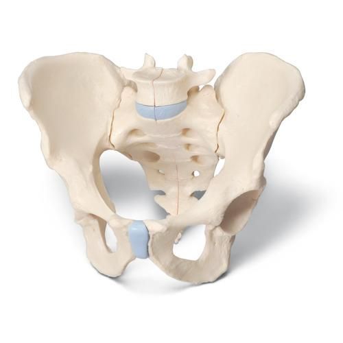Image 1 of 3B Scientific Male Pelvis Skeleton Model