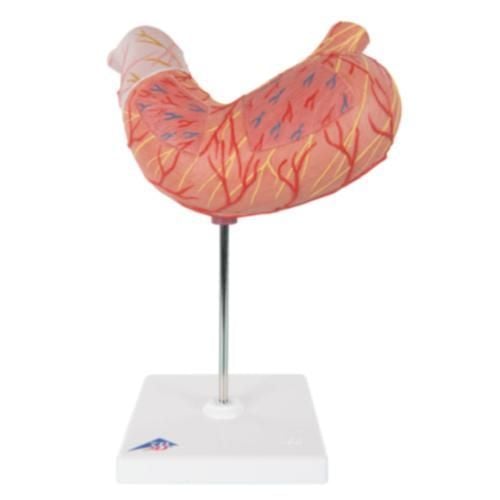 Image 1 of 3B Scientific Stomach Model
