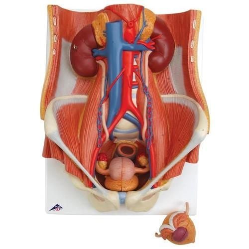 3B Dual Sex Urinary System