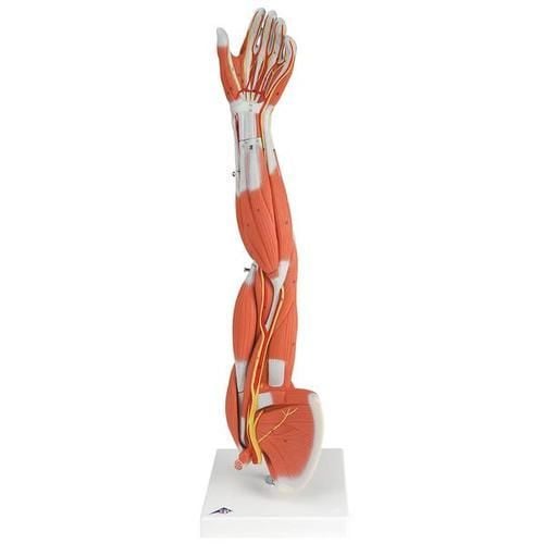 Image 1 of Muscle Arm