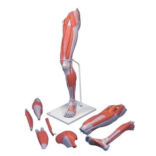 Image 1 of Deluxe Muscle Leg