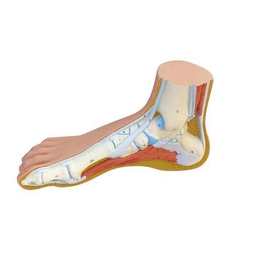 Image 1 of 3B Scientific Normal Foot Model