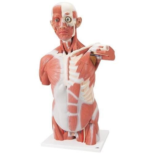 AnatomyTools.com 解剖学人体模型 Human Muscle Model - 83Cm Muscular System Model Medical Anatomical