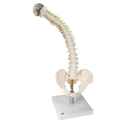 3B Flexible Spine Model