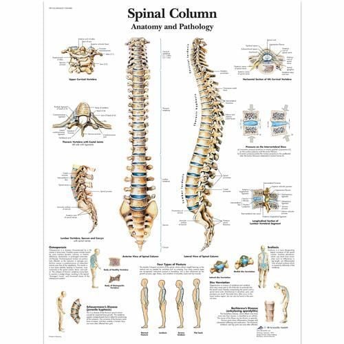 Image 1 of 3B Scientific Spinal Column Chart