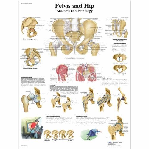 Image 1 of 3B Scientific Pelvis and Hip Chart
