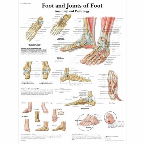 Image 1 of 3B Scientific Foot and Joints of Foot Chart
