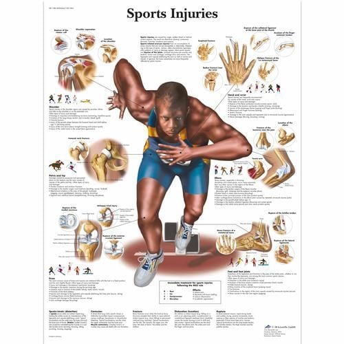 Image 1 of 3B Scientific Sports Injuries Chart