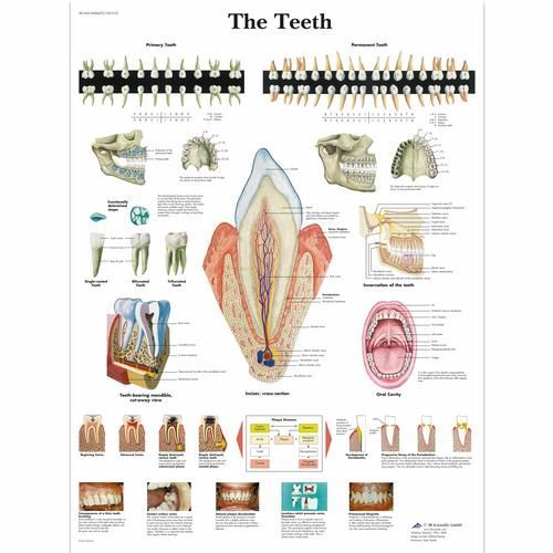 Image 1 of 3B Scientific The Teeth Chart