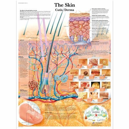 Image 1 of 3B Scientific The Skin Chart