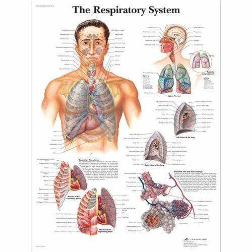 Image 1 of 3B Scientific The Respiratory System Chart