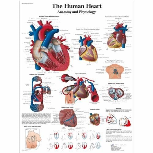 Image 1 of 3B Scientific The Human Heart Chart