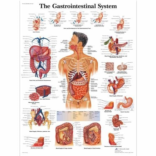 Image 1 of 3B Scientific The Gastrointestinal System Chart