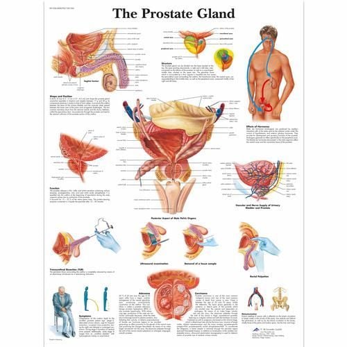 Image 1 of 3B Scientific The Prostate Gland Chart