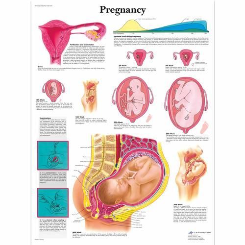 Image 1 of 3B Scientific Pregnancy Chart