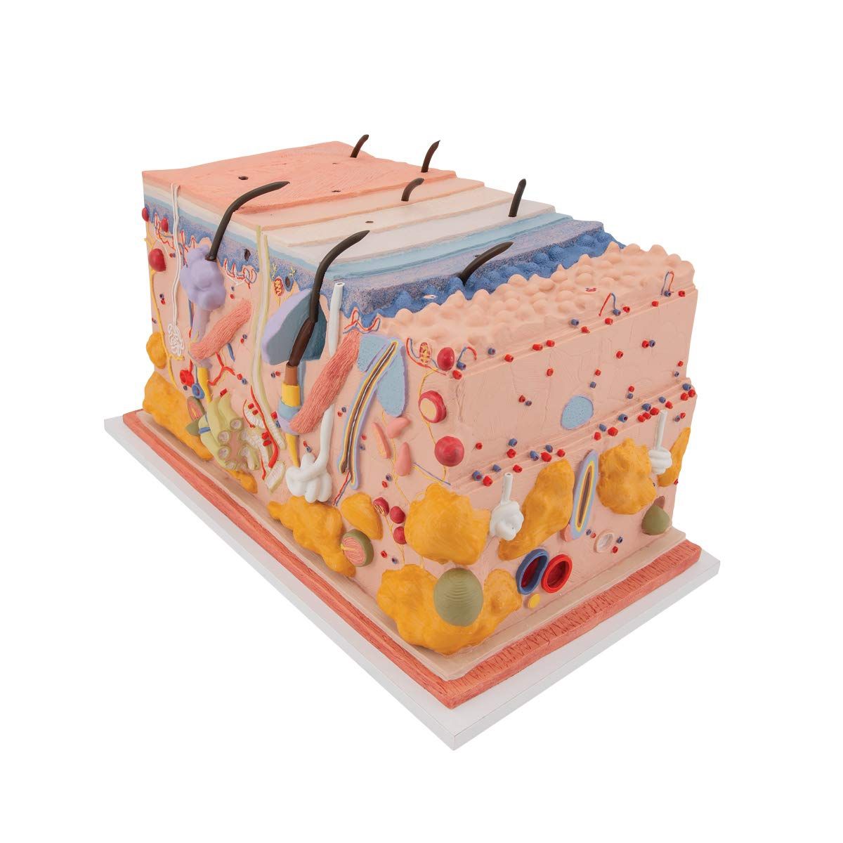 Skin Parts Model