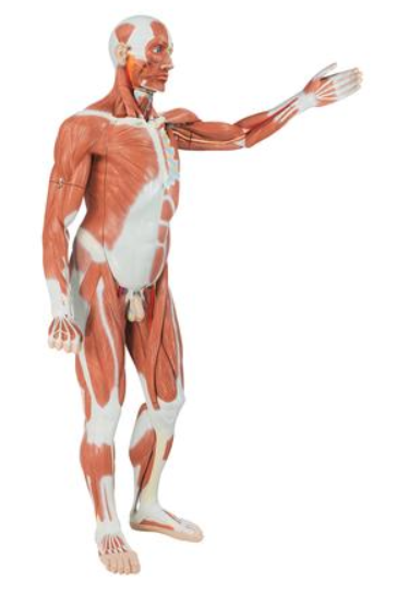 Male Muscular Figure