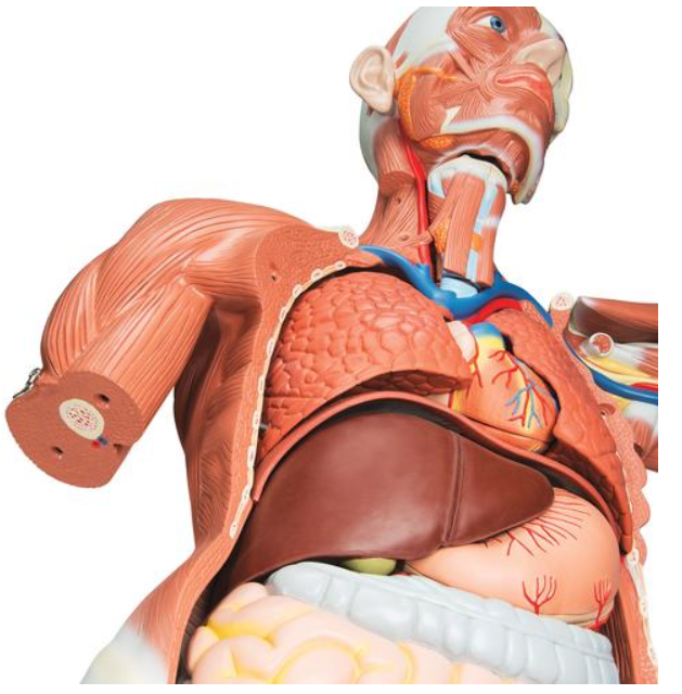 Life Size Muscular Model