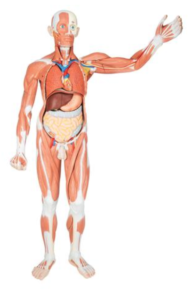 Life Size Male Muscular Figure