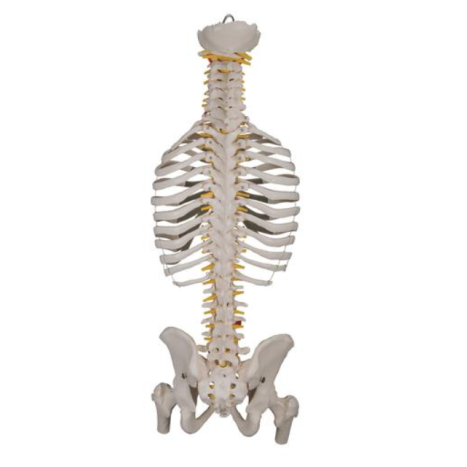 3B Scientific Classic Flexible Human Spine Model | Vitality Medical