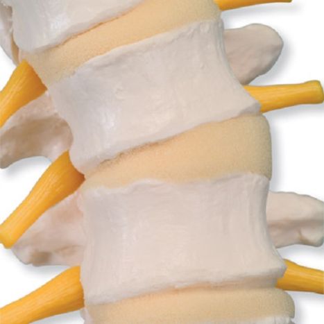Flexible Spine Model