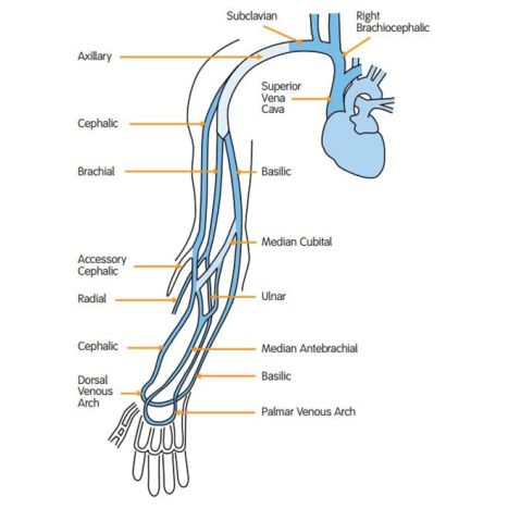 Vein Map