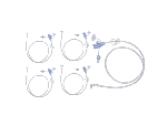 24 Inch Length, Continuous Feed, 2 Port Y, SECUR-LOK Right Angle Connector w/ Clamp (For MIC-KEY Low Profile Gastrostomy Feeding Tube)