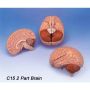 3D Human Brain Model