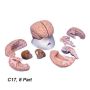 Anatomical brain model
