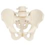 3B Scientific Pelvis Skeleton Model