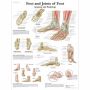3B Scientific Foot and Joints of Foot Chart