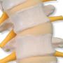 Flexible Spine Model