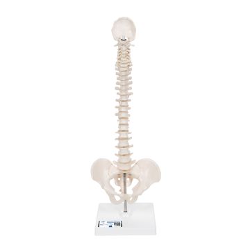 3B Scientific Mini Spinal Column Model