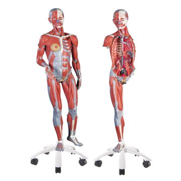 Anatomical Model